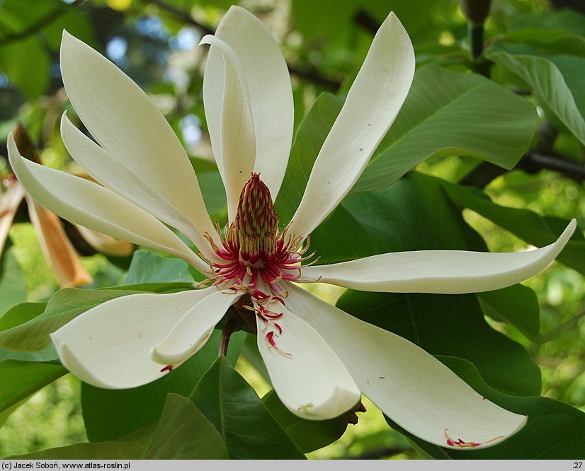 Magnolia obovata (magnolia szerokolistna)