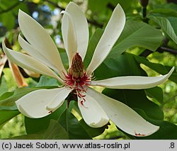 Magnolia obovata (magnolia szerokolistna)