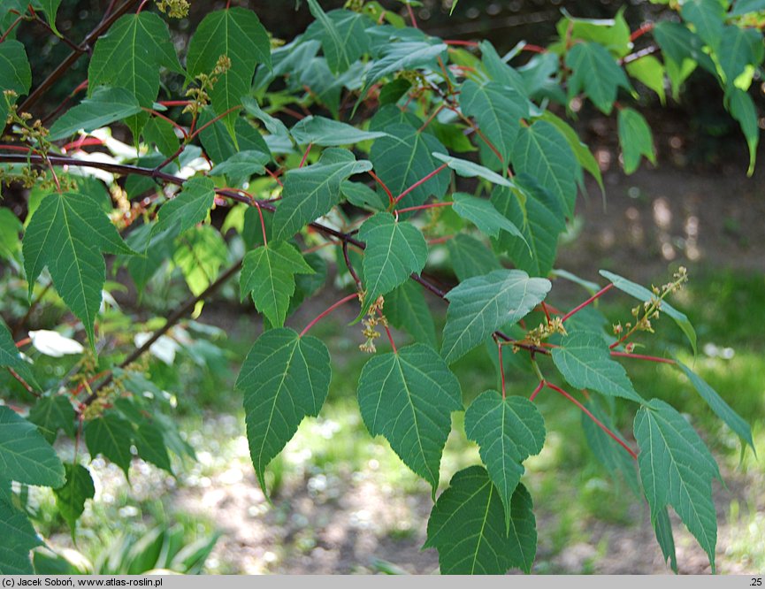 Acer capillipes (klon hondoański)