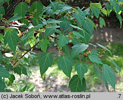 Acer capillipes (klon hondoański)