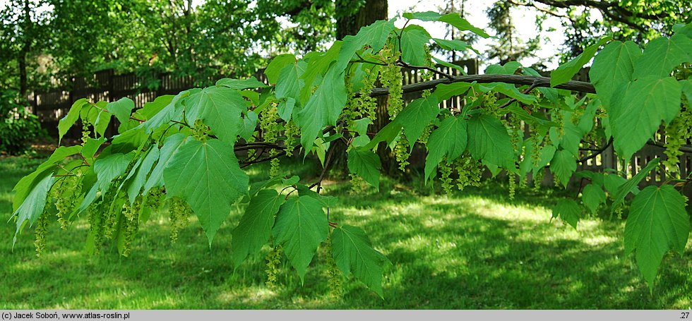 Acer ×conspicuum (klon wyrazisty)