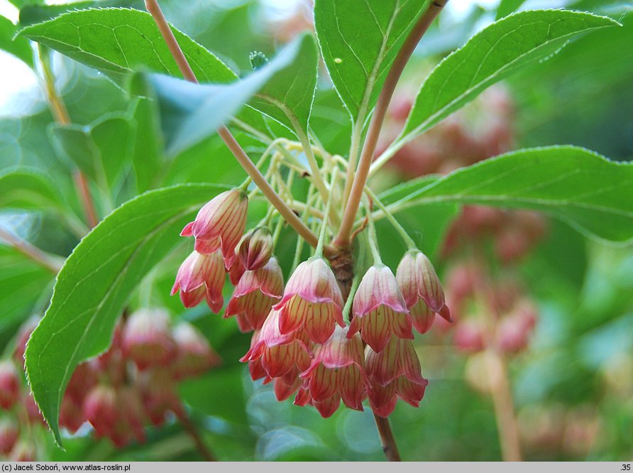 Enkianthus cernuus