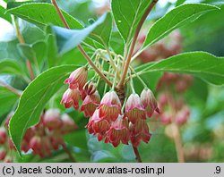 Enkianthus cernuus