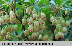 Enkianthus subsessilis (enkiant szeroki)