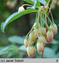 Enkianthus cernuus