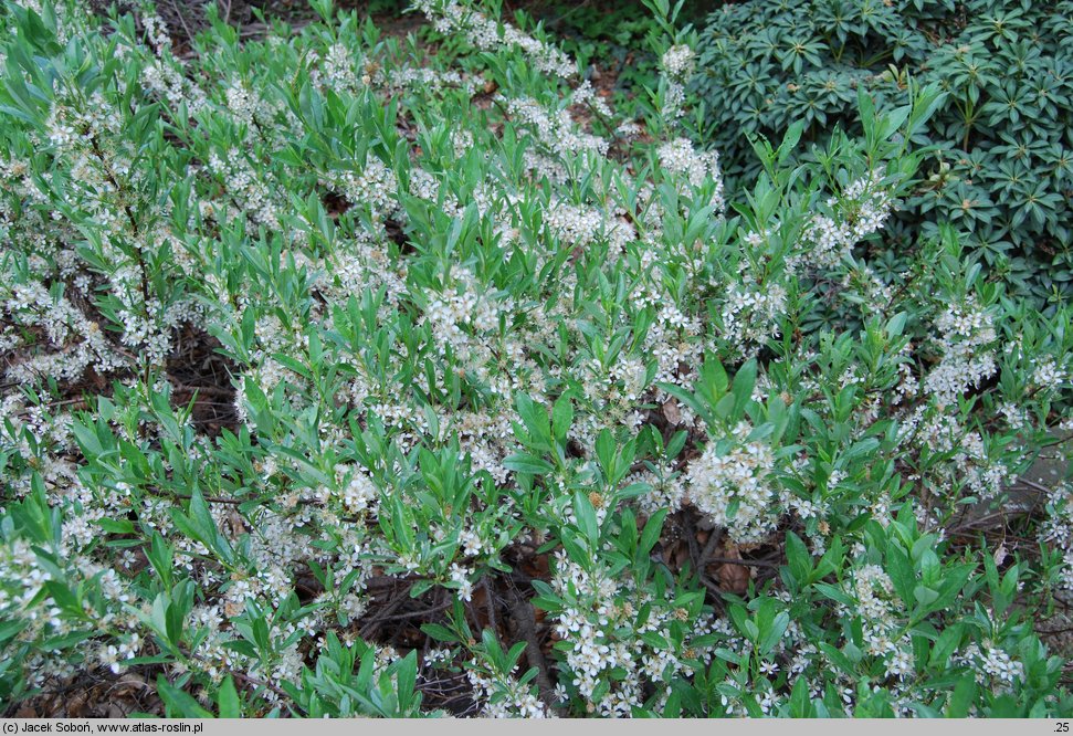 Prunus pumila (wiśnia drobna)