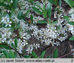 Prunus pumila (wiśnia drobna)