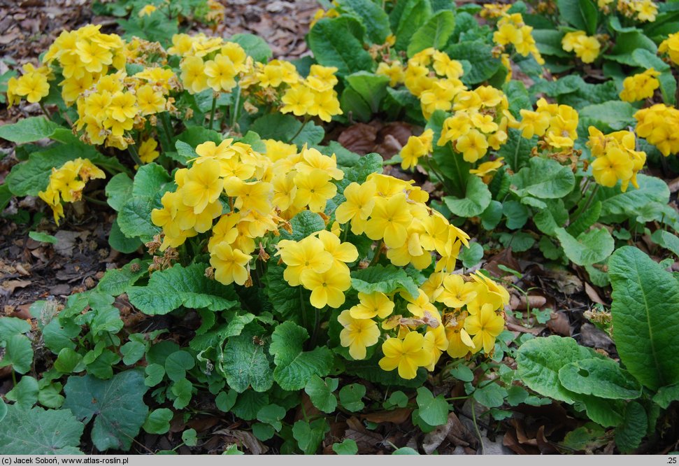 Primula ×polyantha Crescendo Yellow