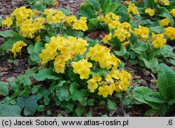 Primula ×polyantha Crescendo Yellow