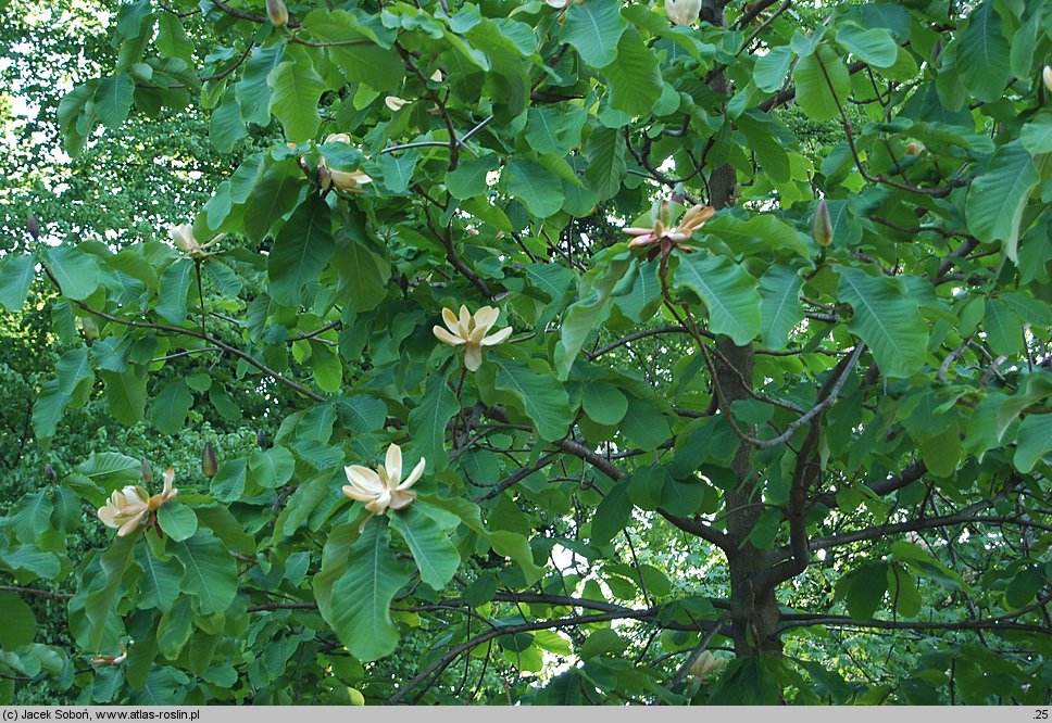 Magnolia officinalis (magnolia lekarska)