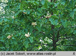 Magnolia officinalis (magnolia lekarska)