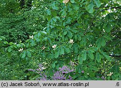 Magnolia officinalis (magnolia lekarska)