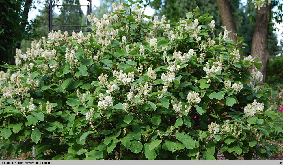 Fothergilla gardenii (fotergilla Gardena)