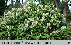 Fothergilla gardenii (fotergilla Gardena)