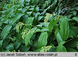 Smilacina racemosa (majówka groniasta)