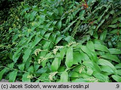 Smilacina racemosa (majówka groniasta)