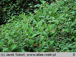 Polygonatum falcatum (kokoryczka sierpowata)