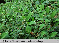 Polygonatum falcatum (kokoryczka sierpowata)