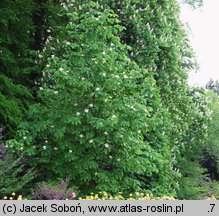 Magnolia officinalis (magnolia lekarska)