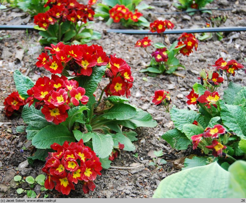 Primula ×polyantha (pierwiosnek ogrodowy)