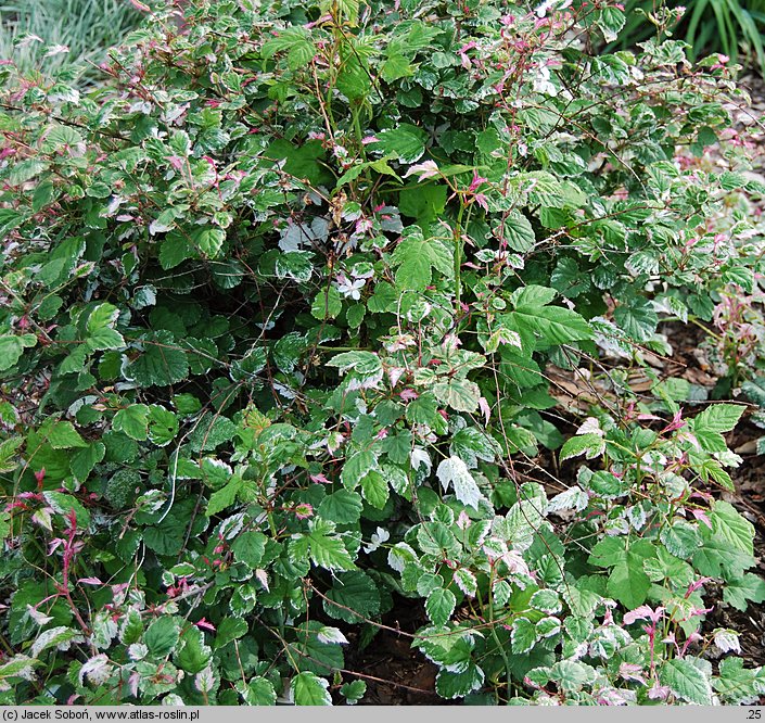 Rubus microphyllus (jeżyna drobnolistna)