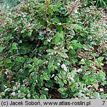 Rubus microphyllus (jeżyna drobnolistna)