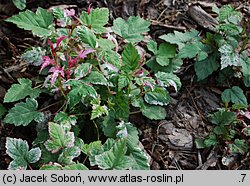 Rubus microphyllus (jeżyna drobnolistna)