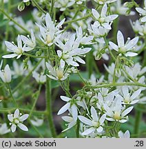 Saxifraga rotundifolia (skalnica okrągłolistna)