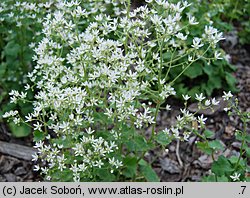 Saxifraga rotundifolia (skalnica okrągłolistna)