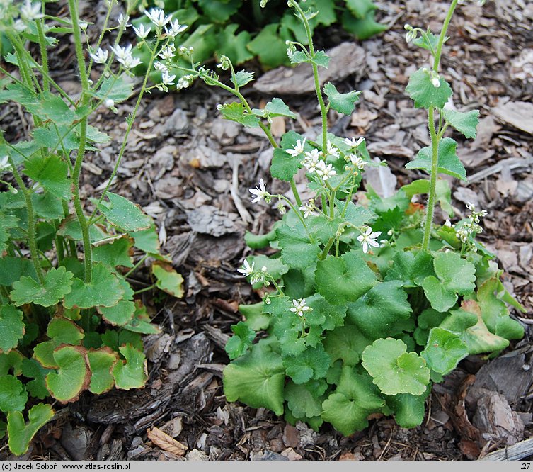 Saxifraga rotundifolia (skalnica okrągłolistna)