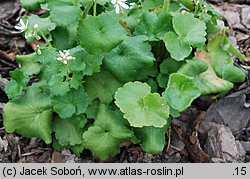 Saxifraga rotundifolia (skalnica okrągłolistna)