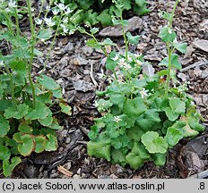 Saxifraga rotundifolia (skalnica okrągłolistna)