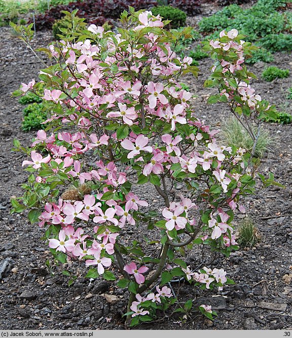 Cornus florida (dereń kwiecisty)