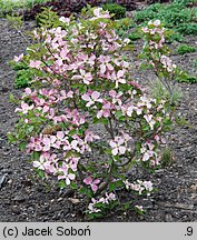 Cornus florida (dereń kwiecisty)