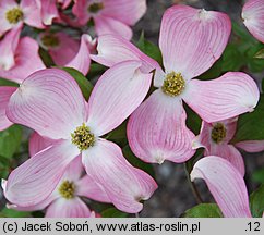 Cornus florida (dereń kwiecisty)