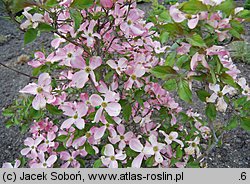 Cornus florida (dereń kwiecisty)