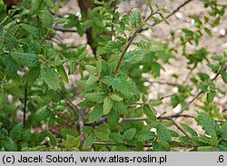 Quercus ×hispanica