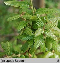 Quercus ×hispanica