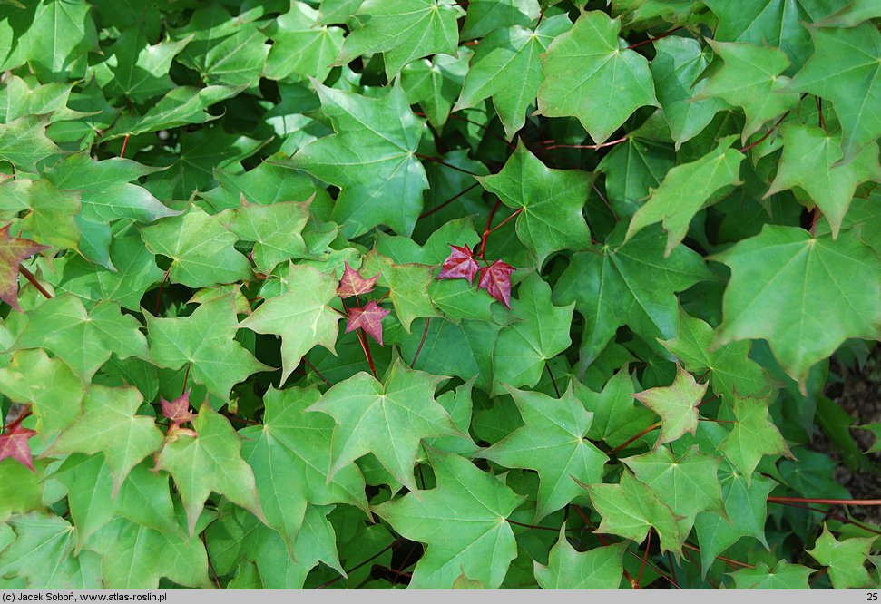 Acer cappadocicum (klon kaukaski)