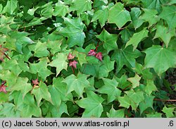 Acer cappadocicum (klon kaukaski)