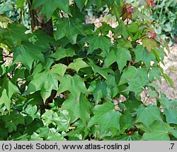 Acer cappadocicum (klon kaukaski)