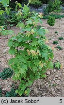 Acer japonicum Aconitifolium