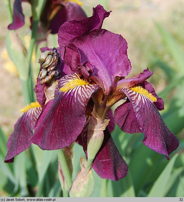 Iris Red Orchid