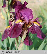 Iris hort. Red Orchid