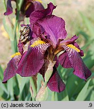 Iris Red Orchid