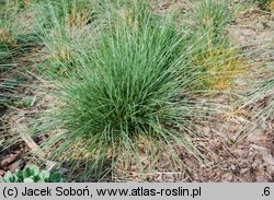 Festuca mairei (kostrzewa Maire'a)