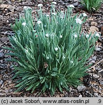 Achillea cv. Schwellenburg
