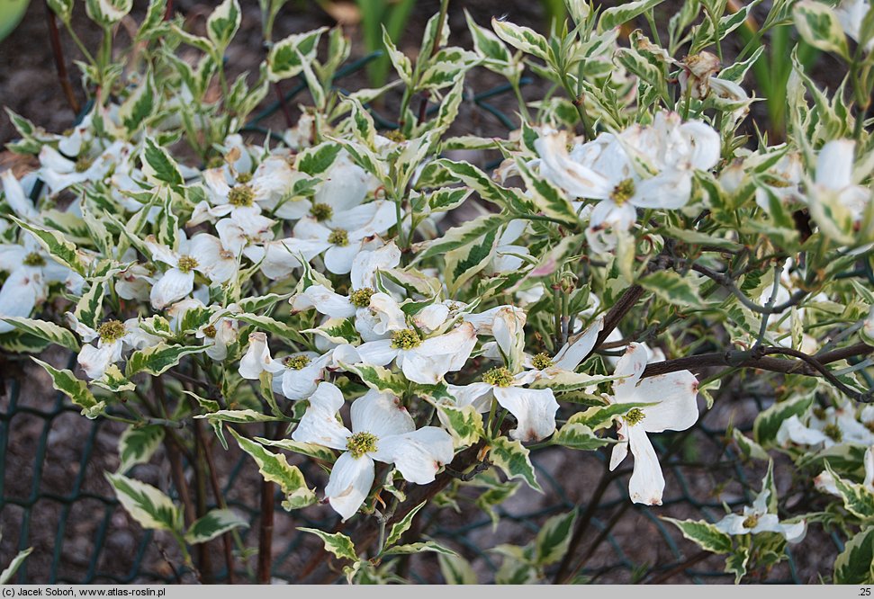 Cornus florida Cherokee Daybreak