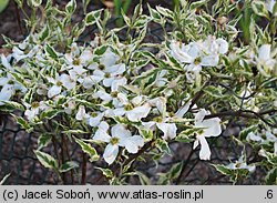 Cornus florida Cherokee Daybreak