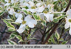 Cornus florida Cherokee Daybreak